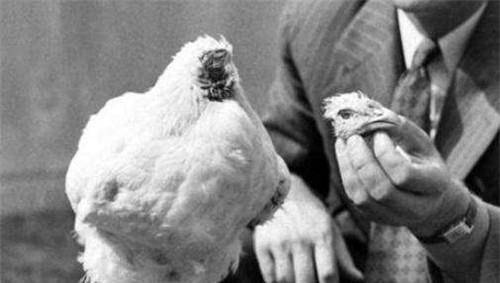 70年代美国无头鸡:头被砍后活了18个月,还在全美巡演