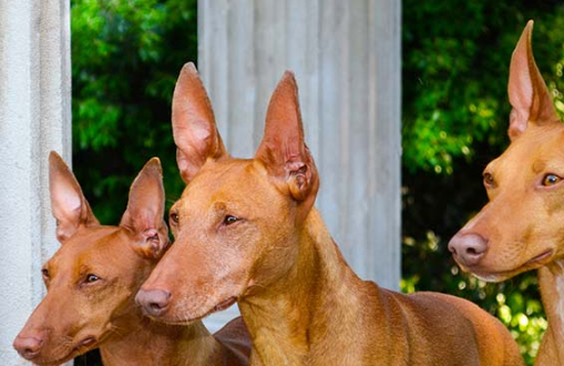 欧洲猎犬品种大全图片