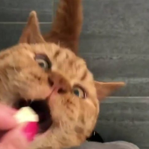 橘猫吃零食时候的表情超狂野,主人全程拍下笑翻许多网友!