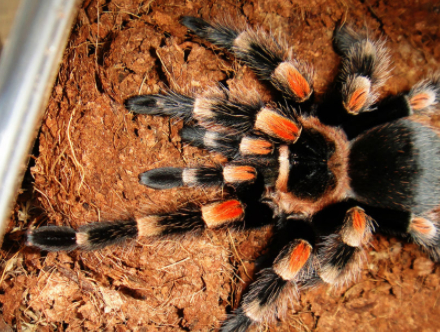 蝎子_蜘蛛_蜈蚣