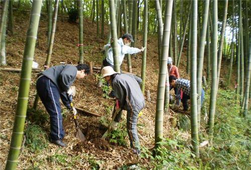 5岁女童挖笋失踪,3000人搜查,15年未破案,警犬反应不太对劲