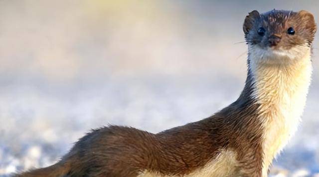 "黄鼠狼"为什么不能吃?并非只因为迷信,李时珍给出过解释