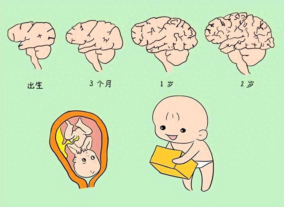 汇友希智黄金DHA:帮助新生代父母升级宝宝智脑_营养_人体_婴幼儿