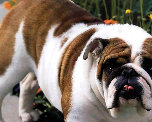 西班牙猛犬"比特犬"害怕它!战斗力比"西班牙的猛牛"厉害!