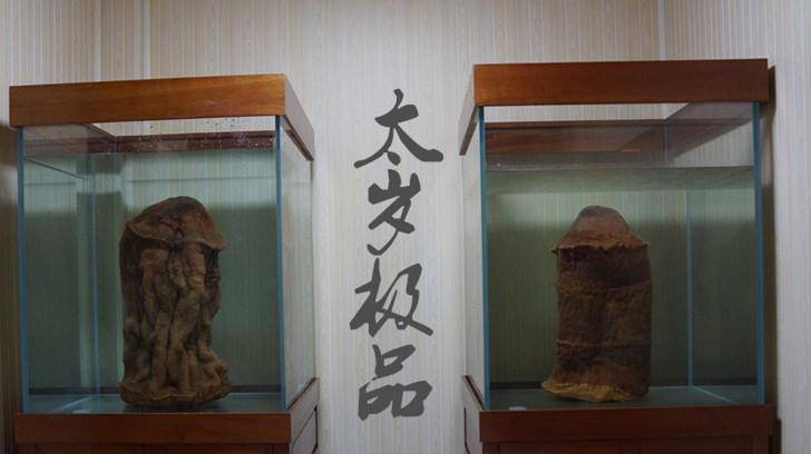 太岁究竟是啥?价值百万,中国科学家用精密仪器检测揭开太岁之谜