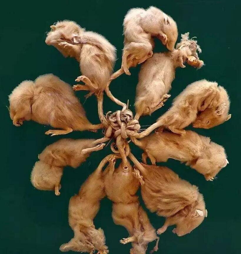 一个恐怖的"鼠王"传说,一个难以置信的老鼠"怪象",确实存在
