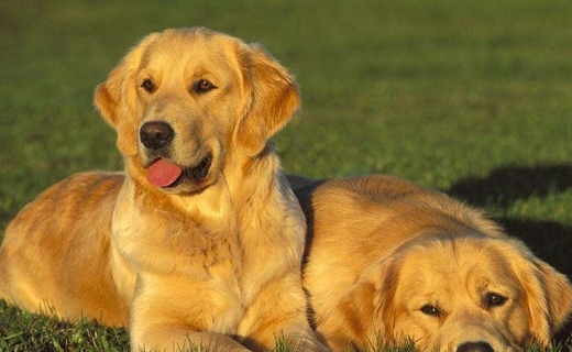 下面4种狗狗适合家里有宝宝的养,金毛在内,第三个不会伤害孩子