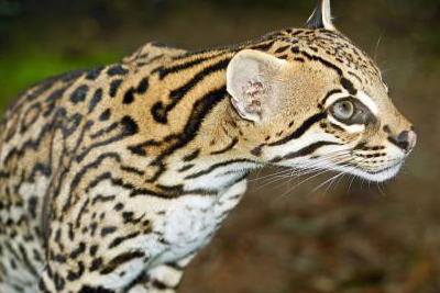 它是被禁养的名猫,也是最凶悍的喵星人之一,与家猫有着本质区别