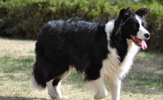 狗狗_牧羊犬_羊群