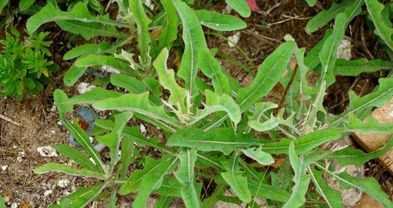 曾是穷人的"救命菜",如今却惨遭无视,若再见到,请加倍珍惜_野菜_刘秀