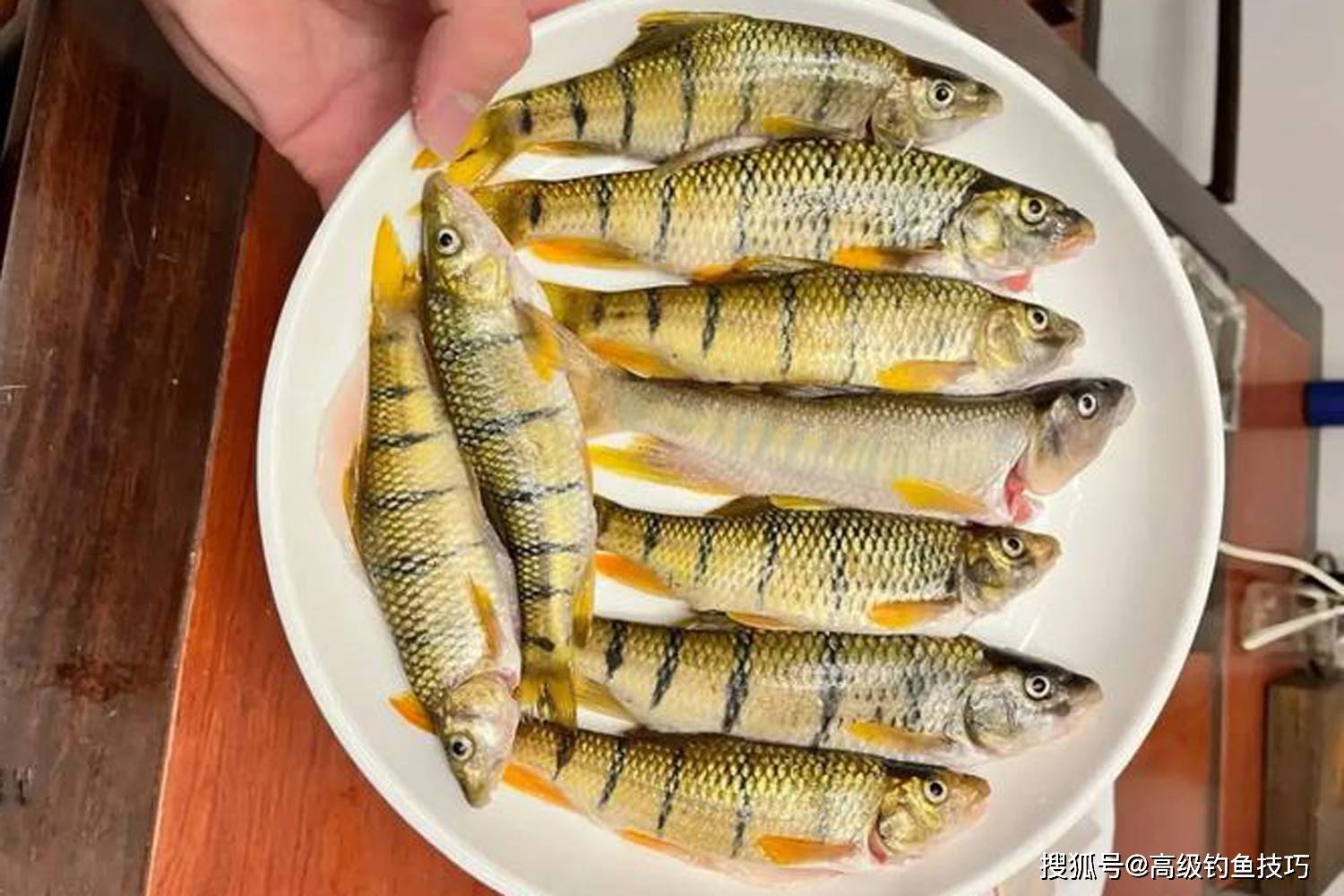 溪石斑鱼多少钱一斤图片