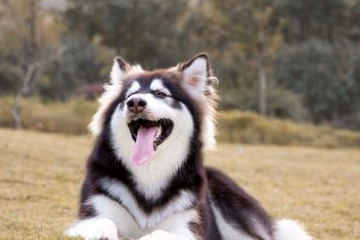 饲养阿拉斯加雪橇犬时,注意这几点,有效预防它的皮肤病