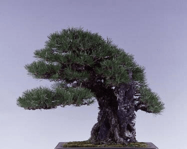 当初200元收购一黑松素材,如今价过100万仍然不卖,价值如此而来_盆景