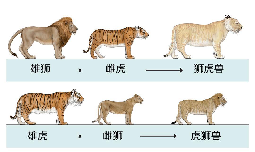 机兽起源狮虎村雨进化图片