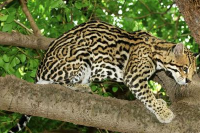 它是被禁养的名猫,也是最凶悍的喵星人之一,与家猫有着本质区别