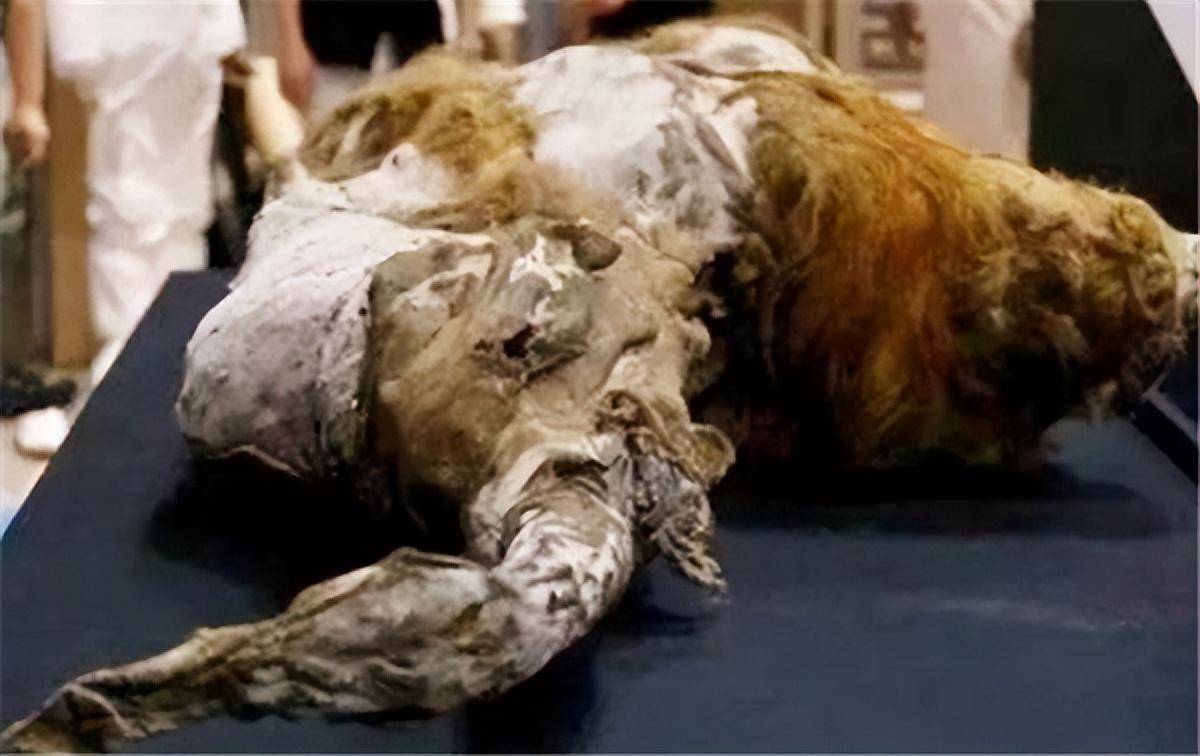 西伯利亚冻土层女尸图片
