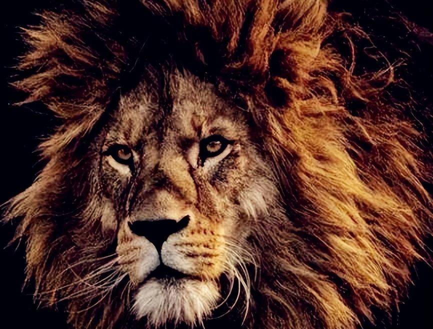 纪实:1898年,两头"食人狮"吃掉135人,被捕杀后模样令人恐惧