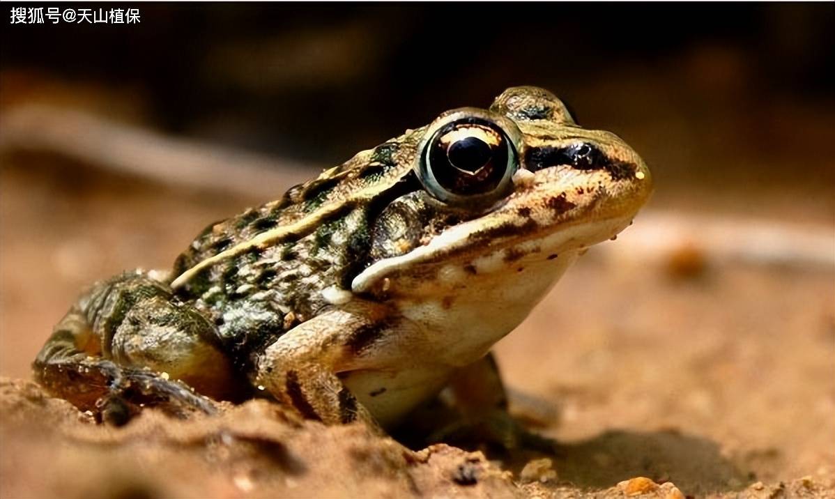 黑斑蛙养殖注意事项