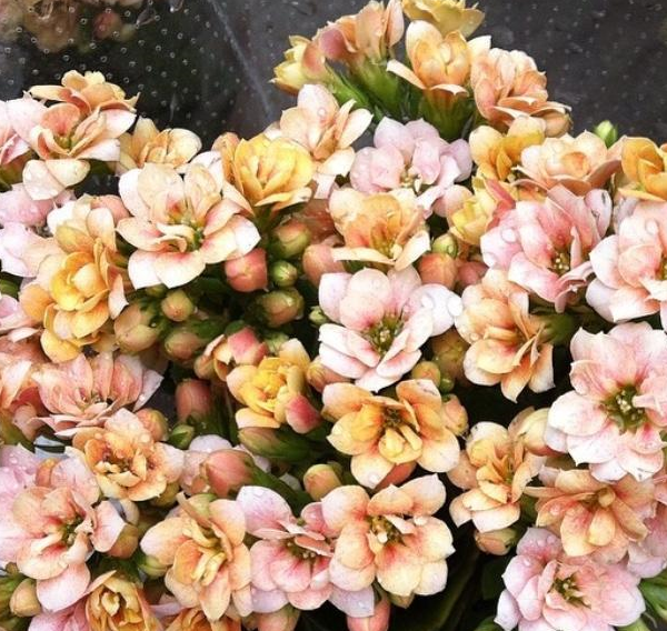 都是长寿花,看看别人养的"只见花不见叶",原来有这几个小窍门