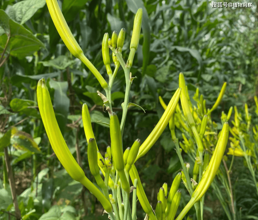 它是传统野菜,俗称"安神菜",又称忘忧草,黄花菜,食药两用,价值极高!