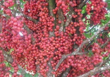 木奶果_价格_因为