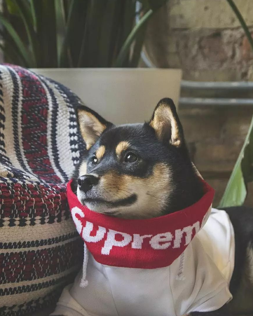 作为一只时髦的帅柴犬,如何才能不露声色的耍大牌?