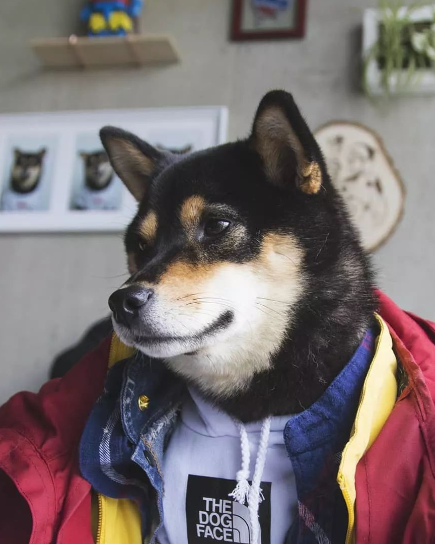 作为一只时髦的帅柴犬,如何才能不露声色的耍大牌?