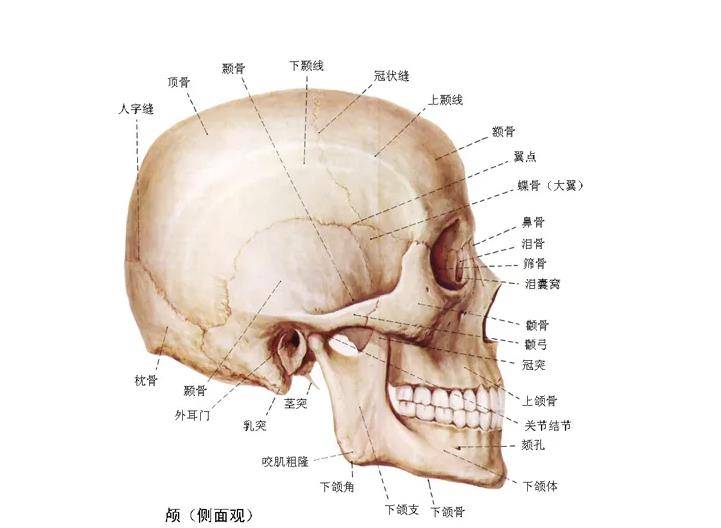 一颗女性头颅图片