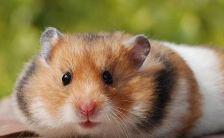 喜欢仓鼠的朋友看过来,不同仓鼠品种的饲养环境介绍!不要错过!