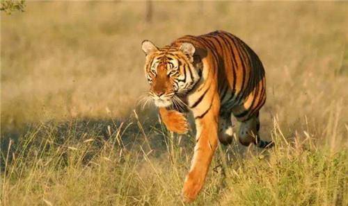 华南虎送到非洲草原,繁衍到15只后,专家发觉不大对劲_老虎_保护_南非