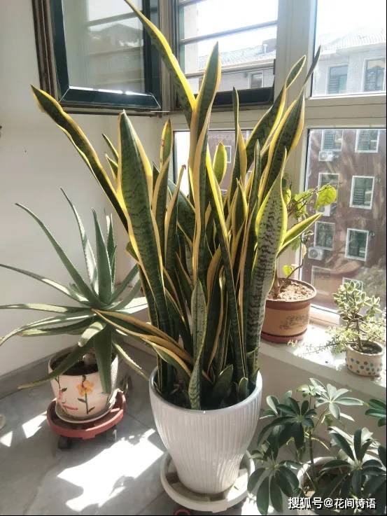 虎皮兰竟有这么多品种?每1种都别具一格,简单好养,你养过几种?
