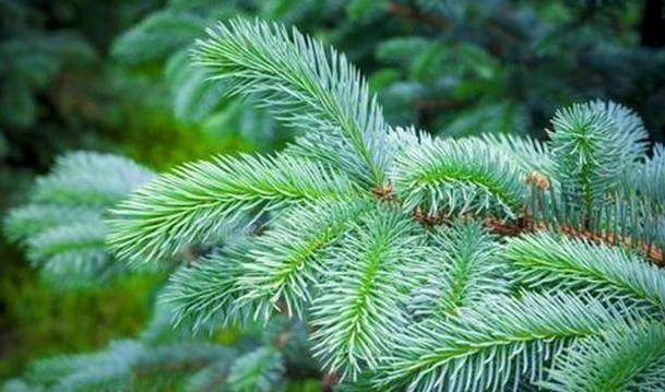 俄罗斯男子被诊断为肺癌,手术过程中,医生在他肺里看见了一棵树