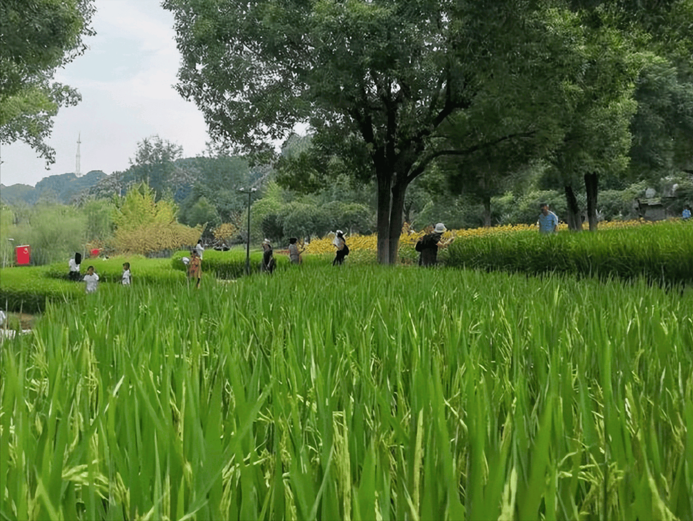 漳平二中高中_漳平二中高中部_漳平二中是几级达标校