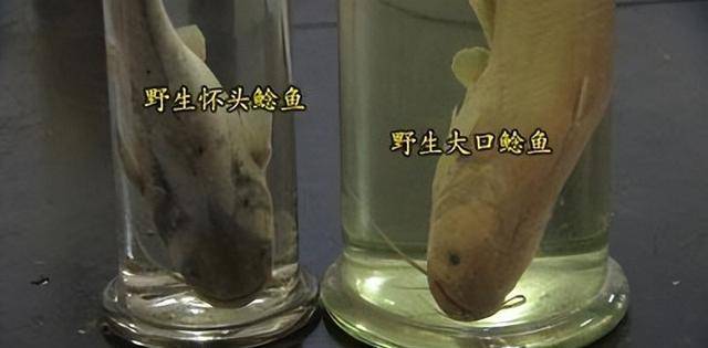 创作者
            20万买两条丧命的鱼，3年后赚了上亿，他是是不是努力做到的？(图12)