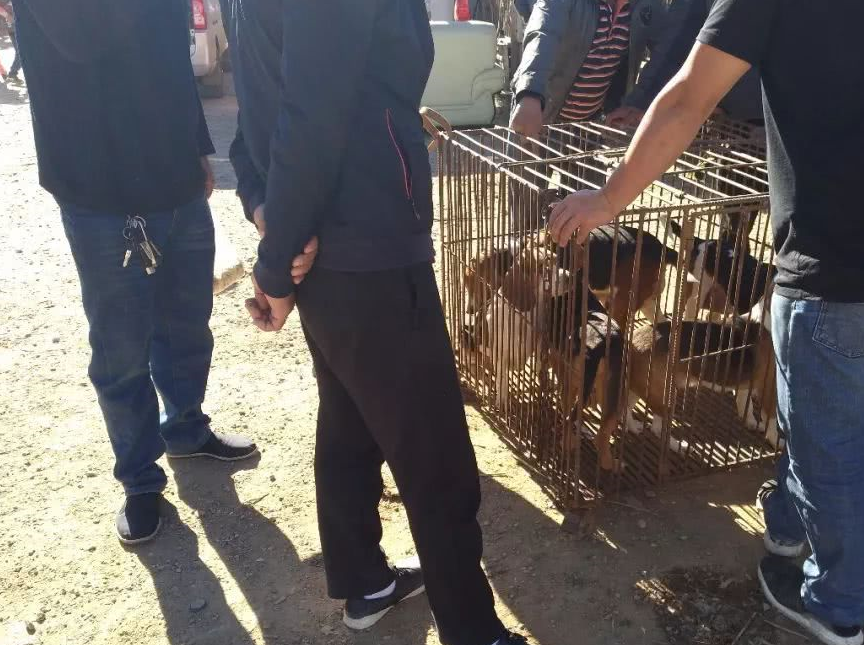 狗市一笼比格犬只要1800元,平均380元一只却无人问津!