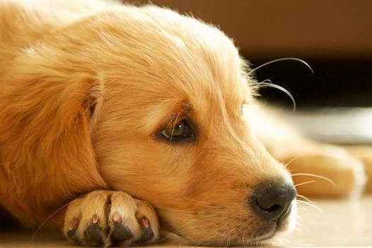 金毛犬犯错后的表现,这五个是最常见的,如果有就是做贼心虚了!