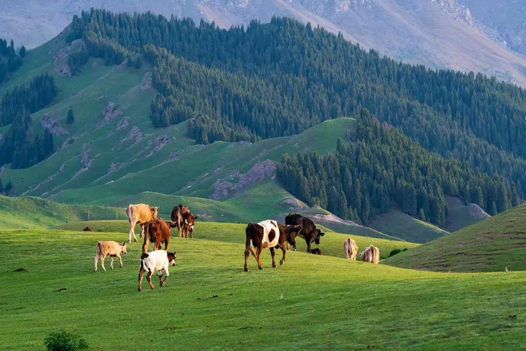 伊犁_草原_新疆