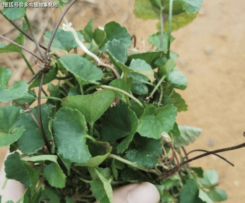 马蹄筋草图片 功能图片