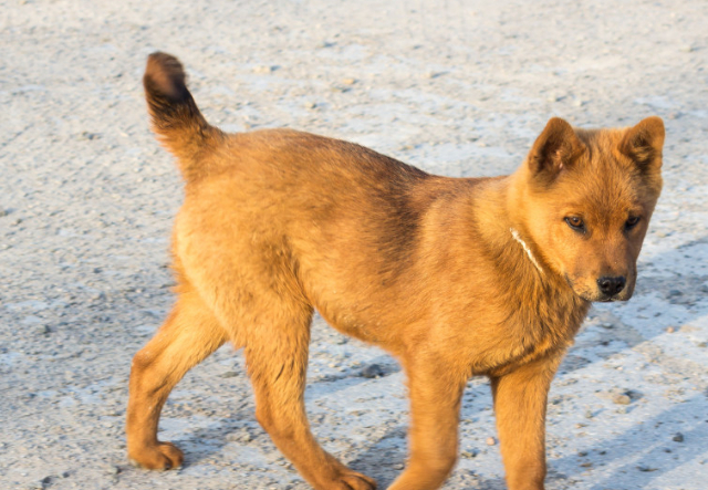最记仇的几种狗狗,还会采取报复手段,你家狗记仇吗
