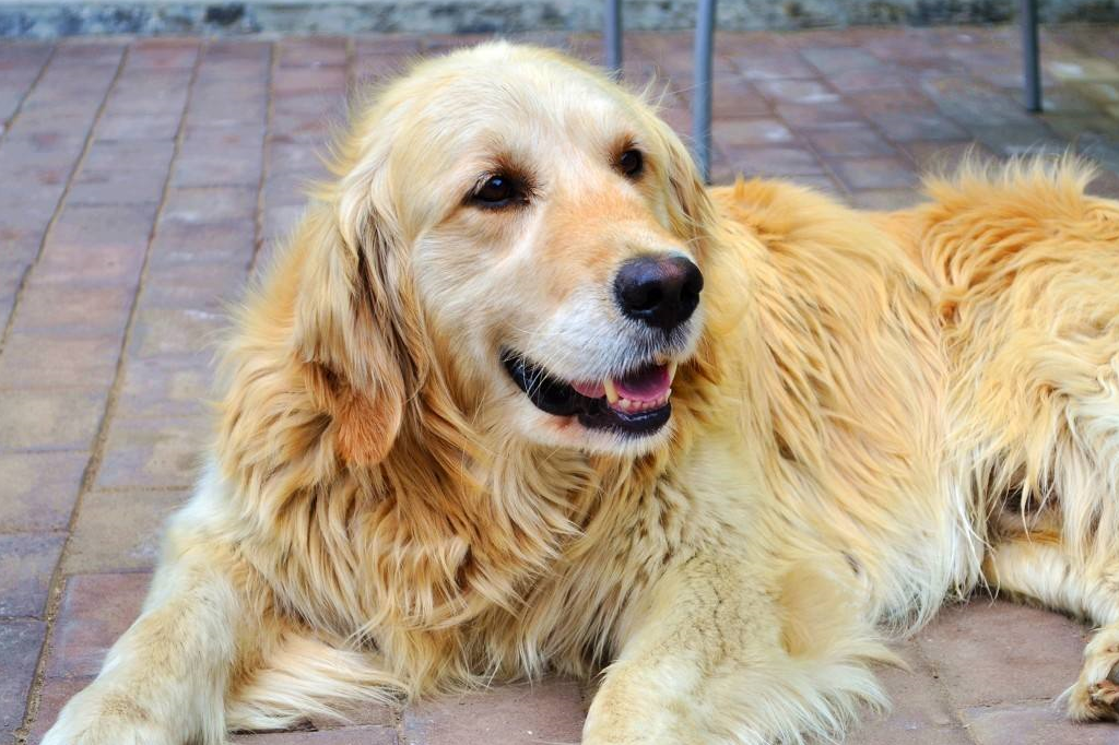 金毛犬犯错后的表现,这五个是最常见的,如果有就是做贼心虚了!