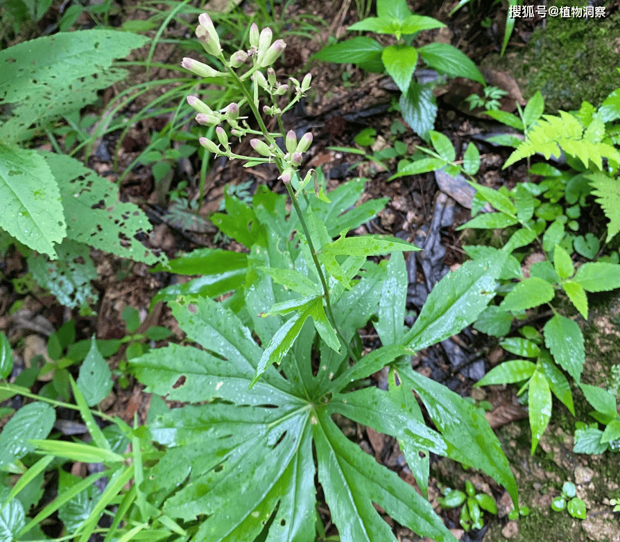 兔耳伞又称,伞把草,破阳伞,铁凉伞,雨伞草,雨伞菜,它是菊科兔儿伞属