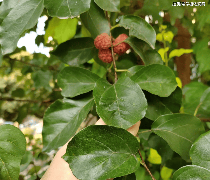 这树叶可养蚕,果可食,树干可染色,俗称"柘树",又称帝王木,珍贵!