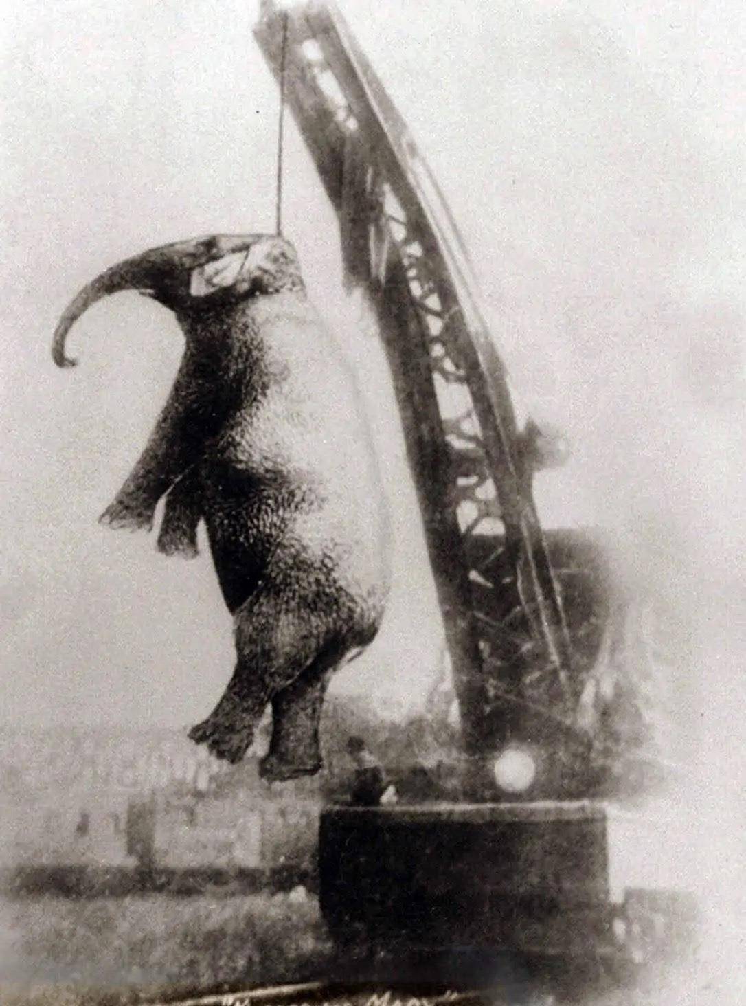 唯一一头被公开处决的大象,原因令人心痛