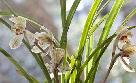 五个"方法",兰花叶子绿油油,花香满室!