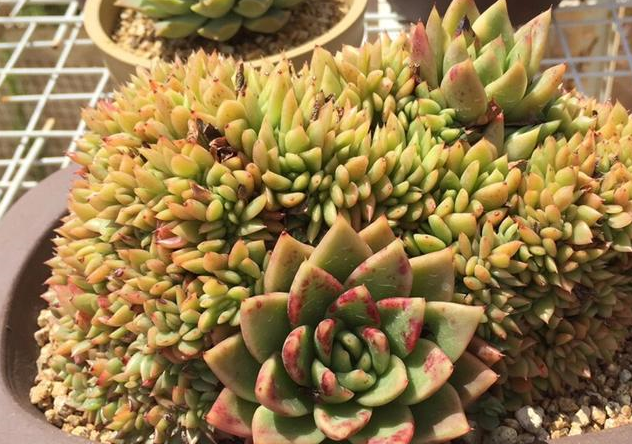 夏天,徒长"不可逆",养多肉需警惕