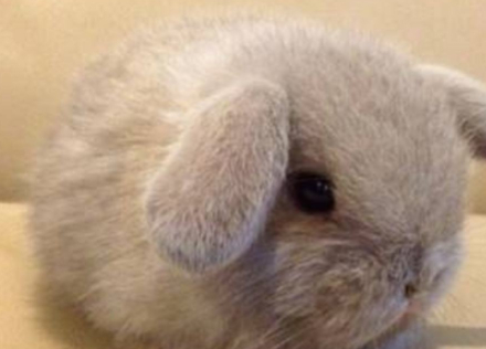 可爱兔子换季的时候也会脱毛,不过若是患上了皮肤病就很麻烦了!