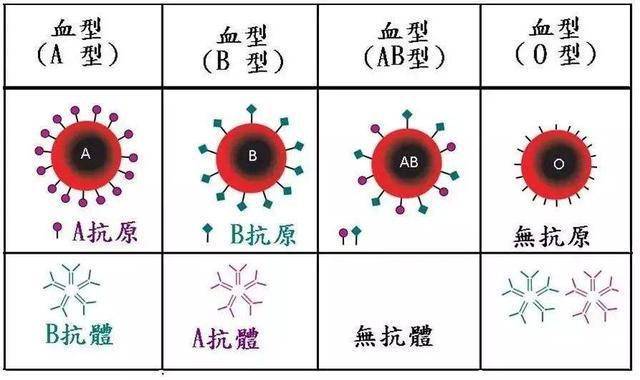 天才最多的血型图片