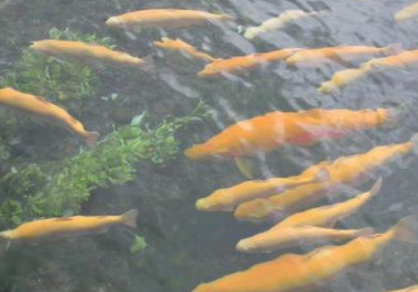 你吃的"三文鱼"13来自青藏高原,生吃可能致命 区分真假的方法挺无奈