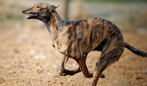 蒙古草原最强悍的物种,并不是獒,而是被称为草原杀手的猛犬