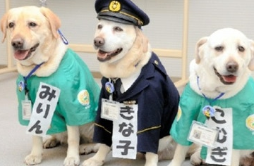 励志狗狗梦想成为警犬,连续6年失败仍坚持,事迹感人被拍成电影_kinako